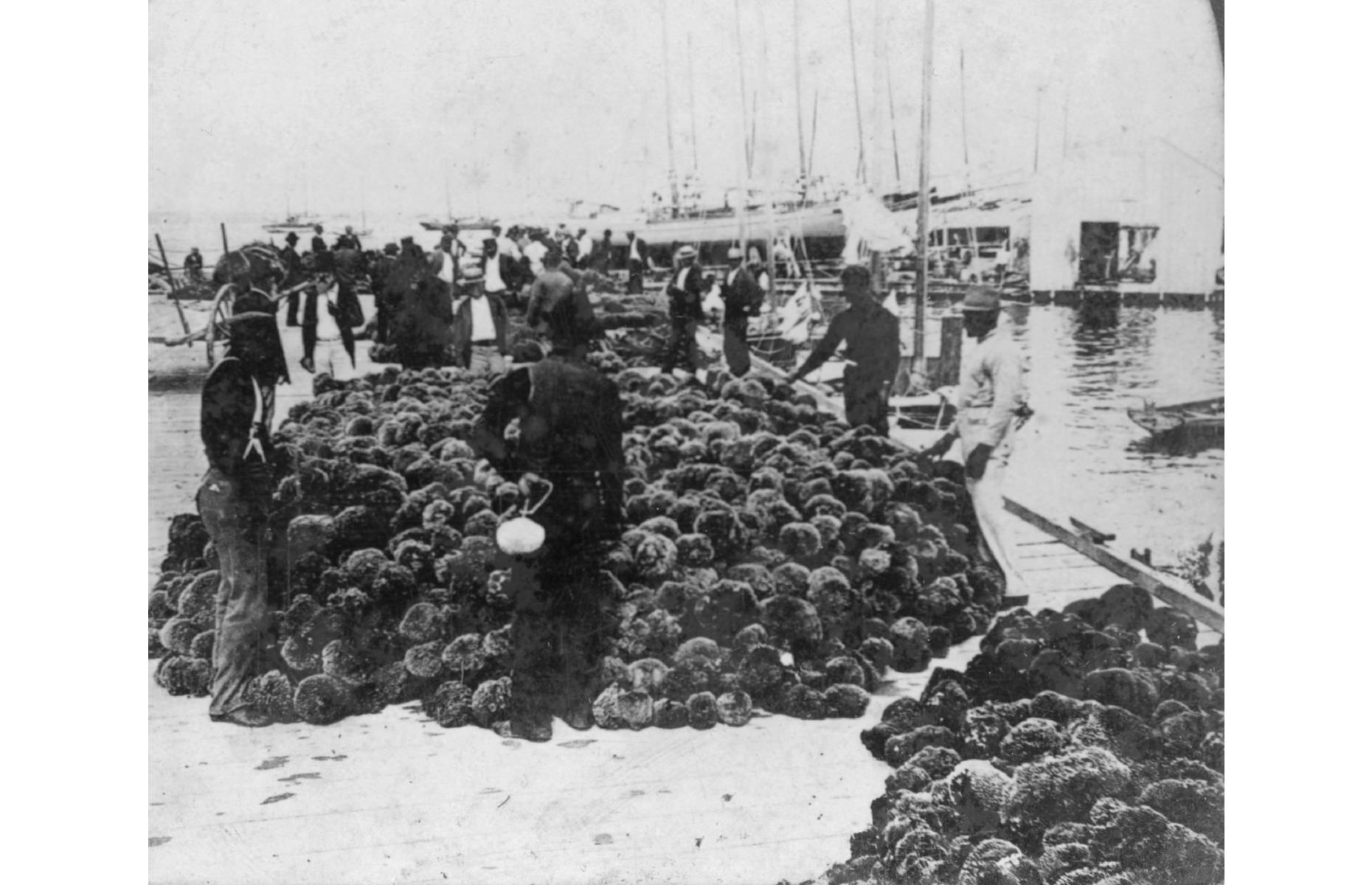 c.1900: Key West’s sponge market